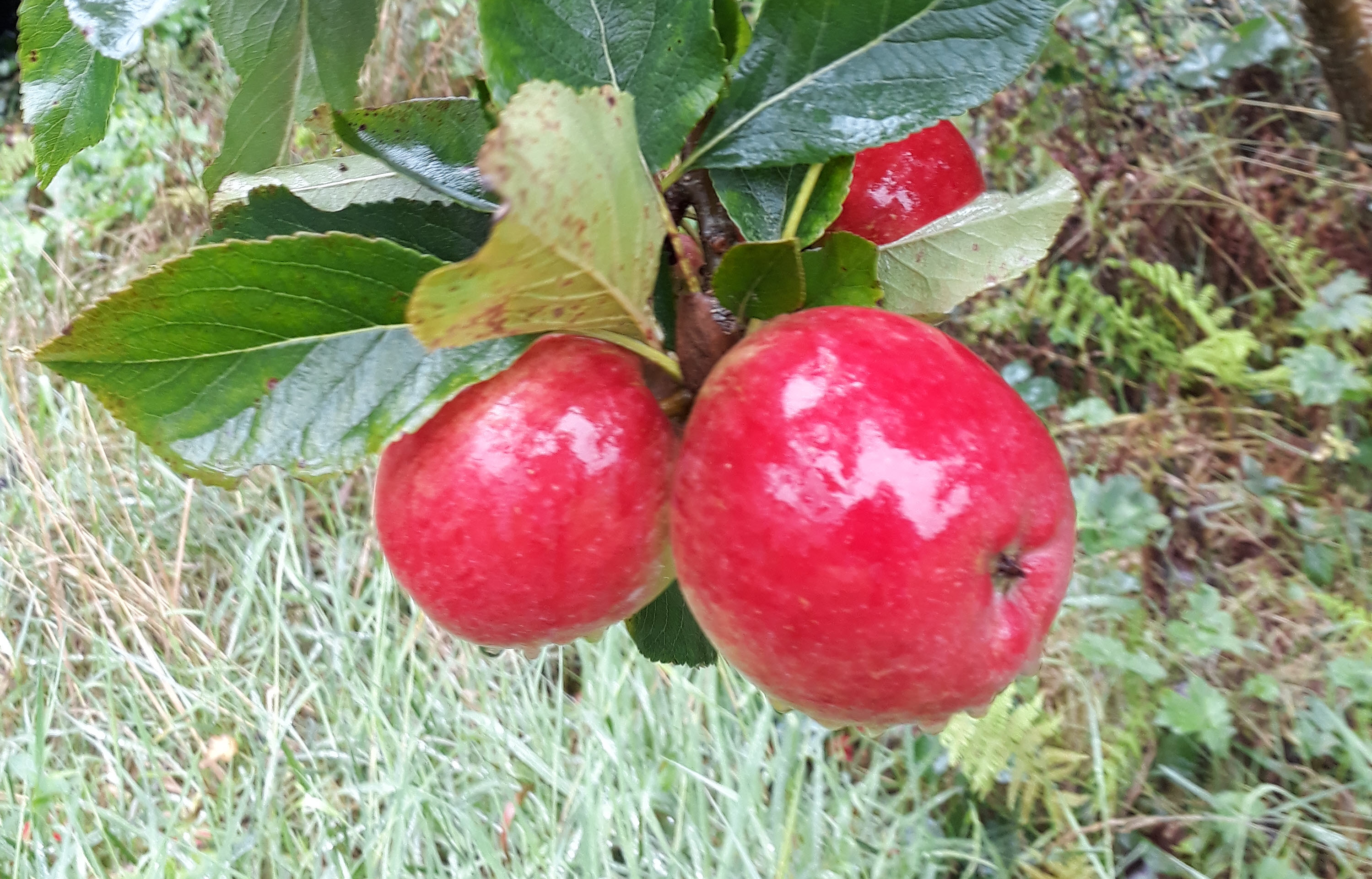 apple-town-certificates-sustainable-skibbereen