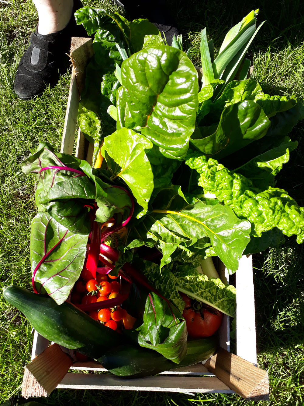 Glebe Gardens veg for Bicycle Buffet – Sustainable Skibbereen