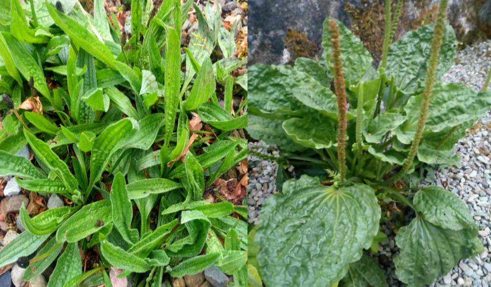 Greater and Lesser Plantain …..Superweeds!