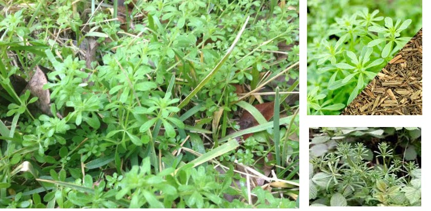 Cleavers- An Emerging Green Herb